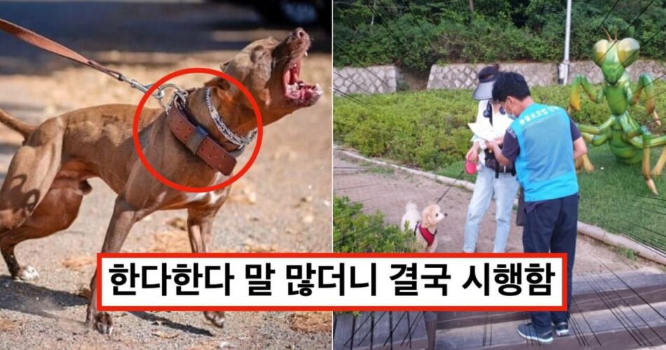 “모르면 과태료 50만원” 2월 11일부터 시행하는데 아직도 잘 모른다는 반려견 단속 규칙