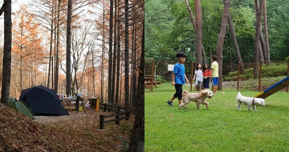 “더 이상 집에 혼자 두지 마세요” 전국에 4곳 밖에 없는 반려견과 함께 갈 수 있는 자연휴양림 (+예약방법)